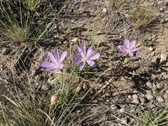 Lygodesmia grandiflora