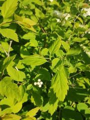 Spiraea chamaedryfolia