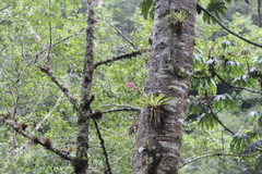Tillandsia biflora