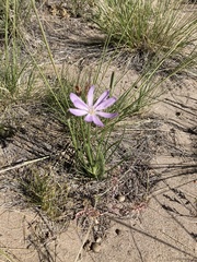 Lygodesmia grandiflora