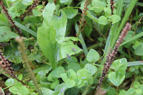 Stehlikiana halticula