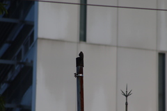Melanerpes uropygialis