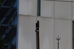 Melanerpes uropygialis