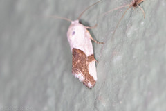 Ponometia cuta