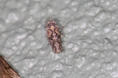Dixianus utahnus
