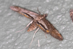 Parapoynx obscuralis
