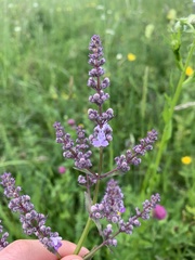 Nepeta nuda