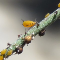Aphis nerii