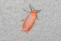 Hypoprepia fucosa