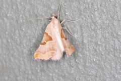 Plataea blanchardaria