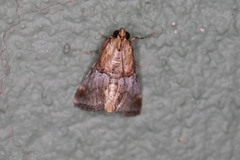 Cacozelia basiochrealis