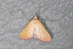 Xanthostege roseiterminalis