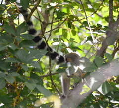 Lemur catta