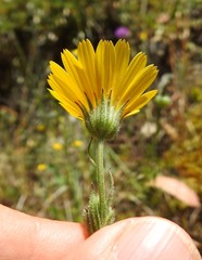 Calendula suffruticosa