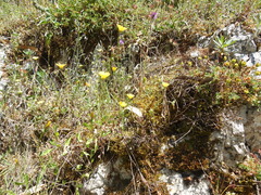 Calendula suffruticosa