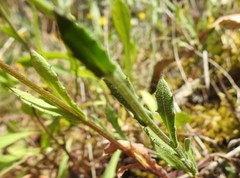 Calendula suffruticosa
