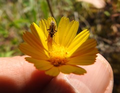 Calendula suffruticosa