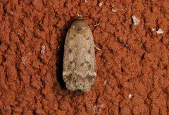 Anacampsis populella