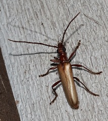 Centrodera decolorata