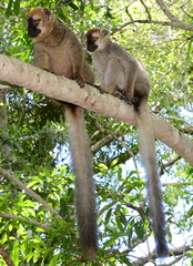 Eulemur rufifrons