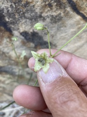 Mirabilis linearis linearis