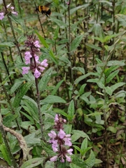 Stachys aspera
