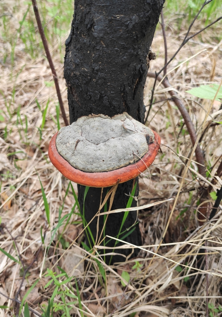 Fomitopsis pinicola · June 2021 · photo: © wrrite (iNaturalist, cc-by)