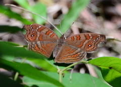 Junonia goudotii