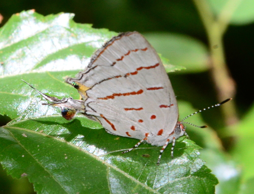 Malagasy Hairstreak