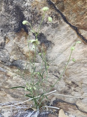 Mirabilis linearis linearis