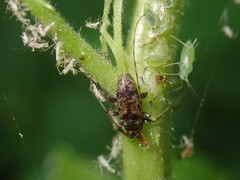 Leiopus femoratus