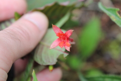 Fuchsia sanctae-rosae
