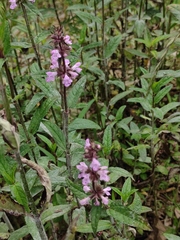 Stachys aspera