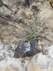 Mirabilis linearis linearis