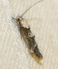 Mompha murtfeldtella