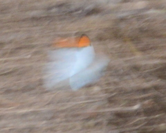 Colotis evanthe evanthe