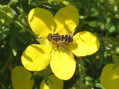 Anasimyia anausis
