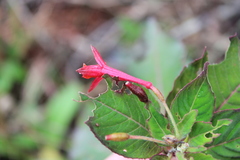 Fuchsia sanctae-rosae