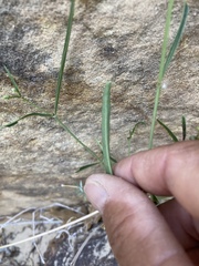 Mirabilis linearis linearis