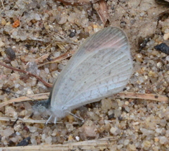 Colotis evanthe evanthe