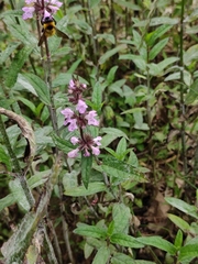 Stachys aspera