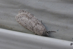 Semioscopis inornata