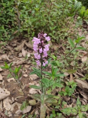 Stachys aspera