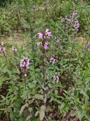 Stachys aspera