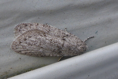 Semioscopis inornata