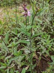 Stachys aspera
