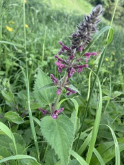 Stachys sylvatica