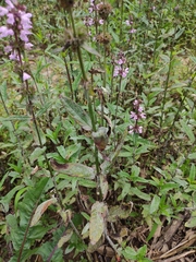 Stachys aspera