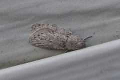 Semioscopis inornata