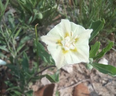 Chamaesaracha sordida